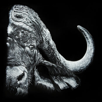 Empreinte sauvage « Buffle »